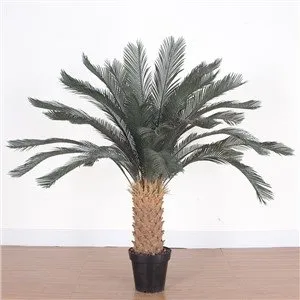 Dirbtinė Cycas Revoluta